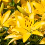 Ľalia ázijská (Lilium asiatic) ´MENORKA´ - 1 cibuľka v kvetináči, kont. C2L (žltá)